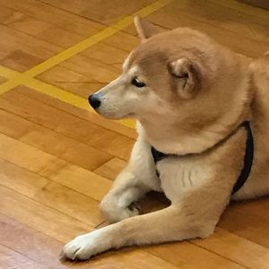 Meet your Posher, Yeejin